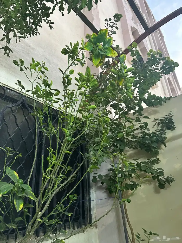 شتلة يوسف باكستاني 4