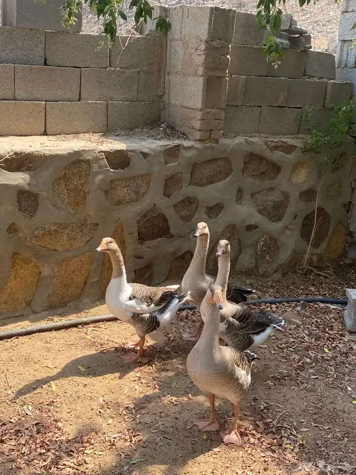 وز عراقي جامبو 2