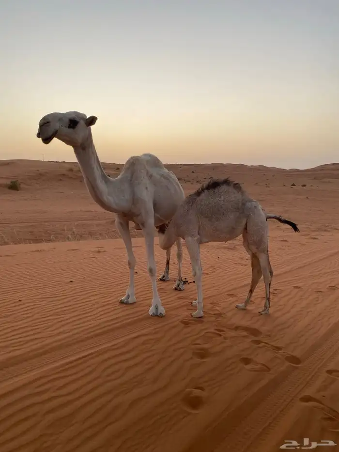 للبيع عشرا 1