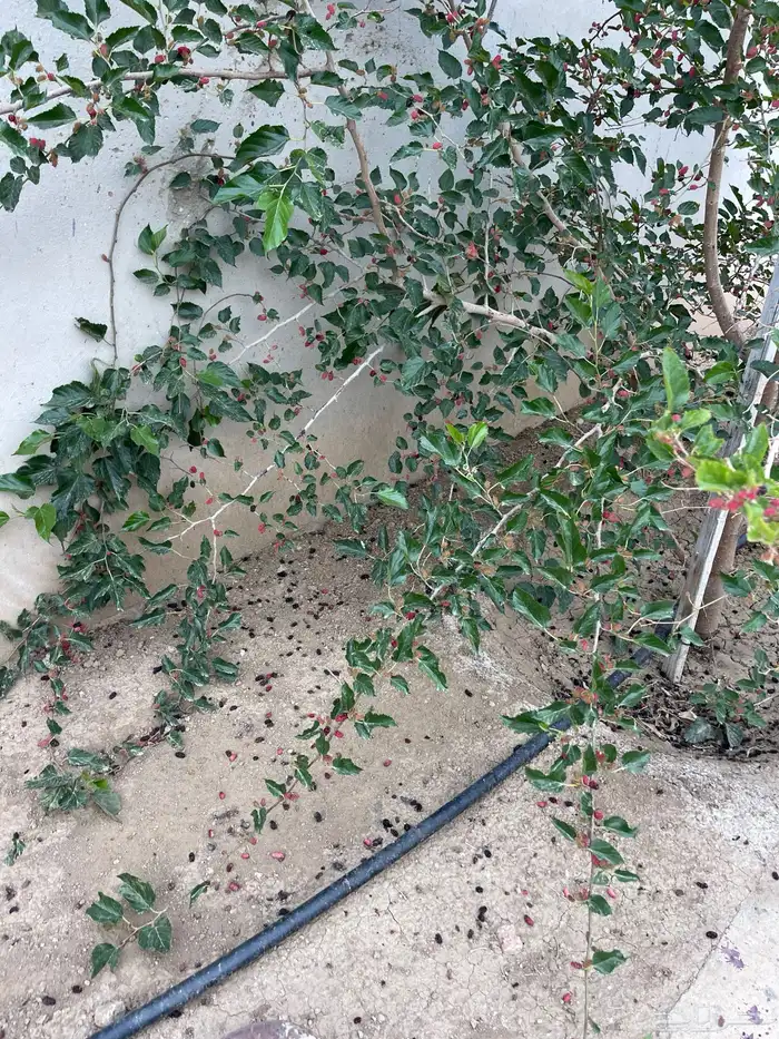 استراحة بضيافة خاصه ومزرعة في الحمرة ظهران الجنوب 35