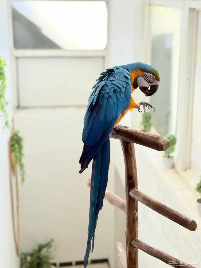 ببغاء مكاو بلو اند قولد اليف ومتكلم 0