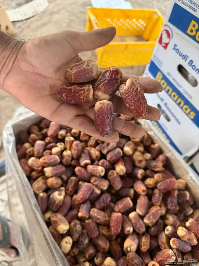تمر للبيع 4