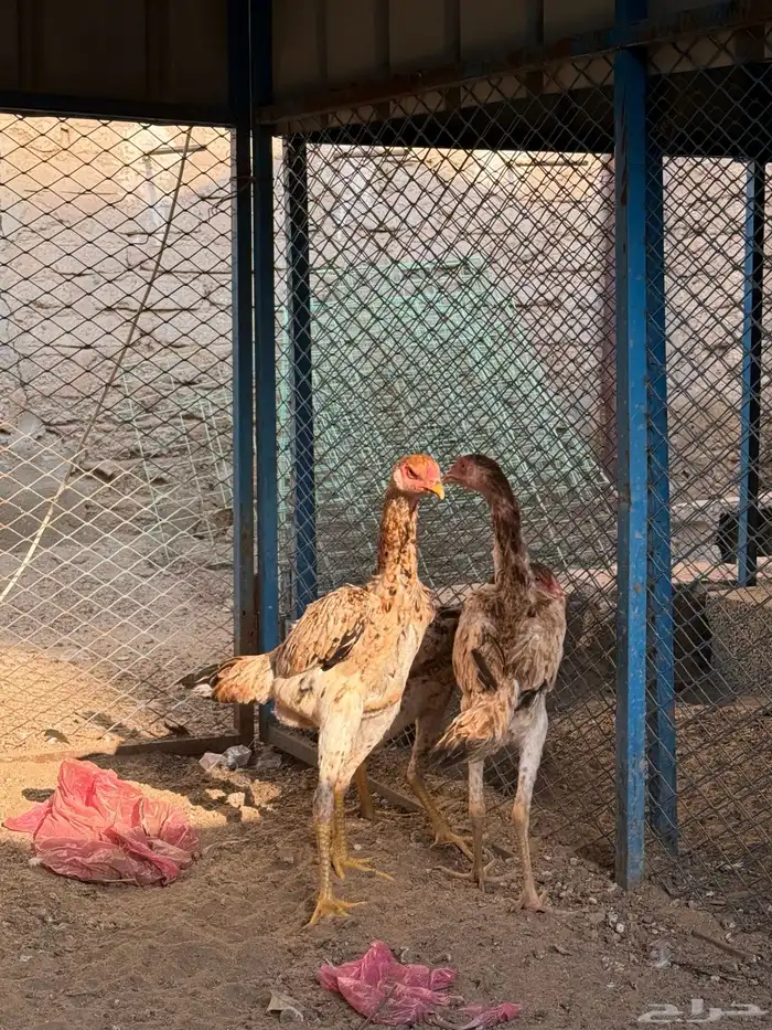 دجاج شامو يباني 3