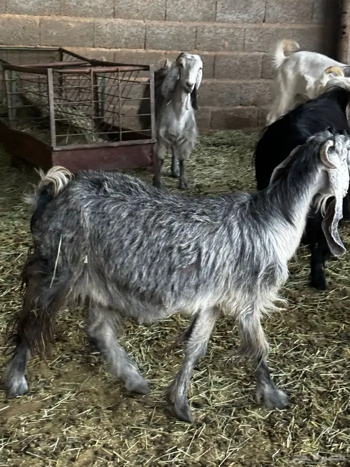 عنز دافع سنها سديس 0