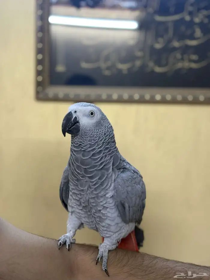 كاسكو توب اليف متكلم 2