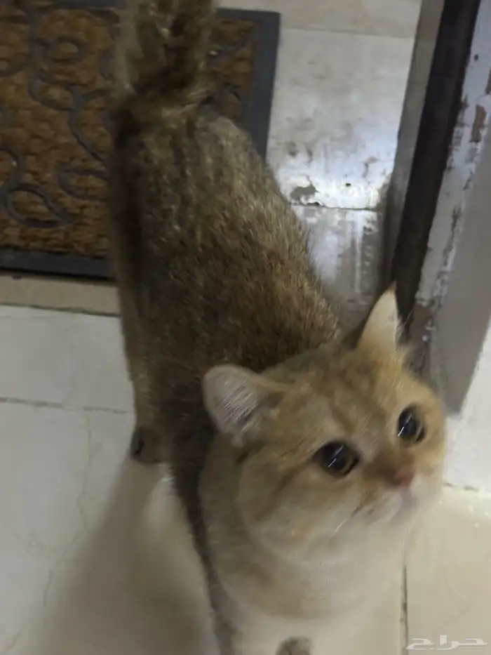 بسه بريتش شورت هير للتبنيي 3