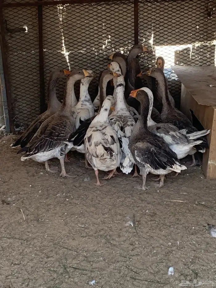 جميع انواع الطيور متوفرة لدينا 1