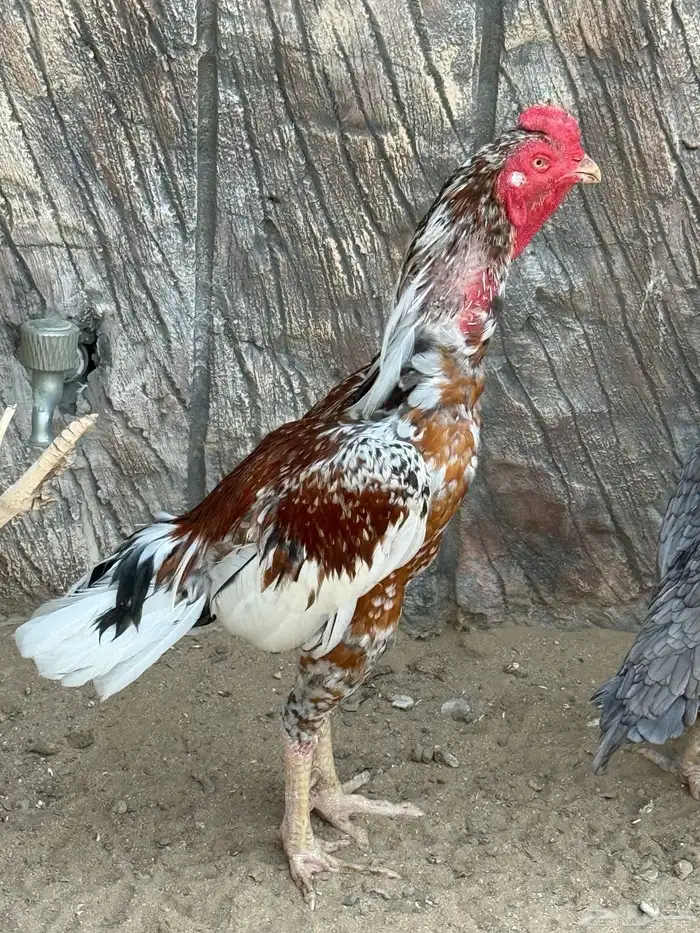 ديك ودجاجتين سنود بيور 9