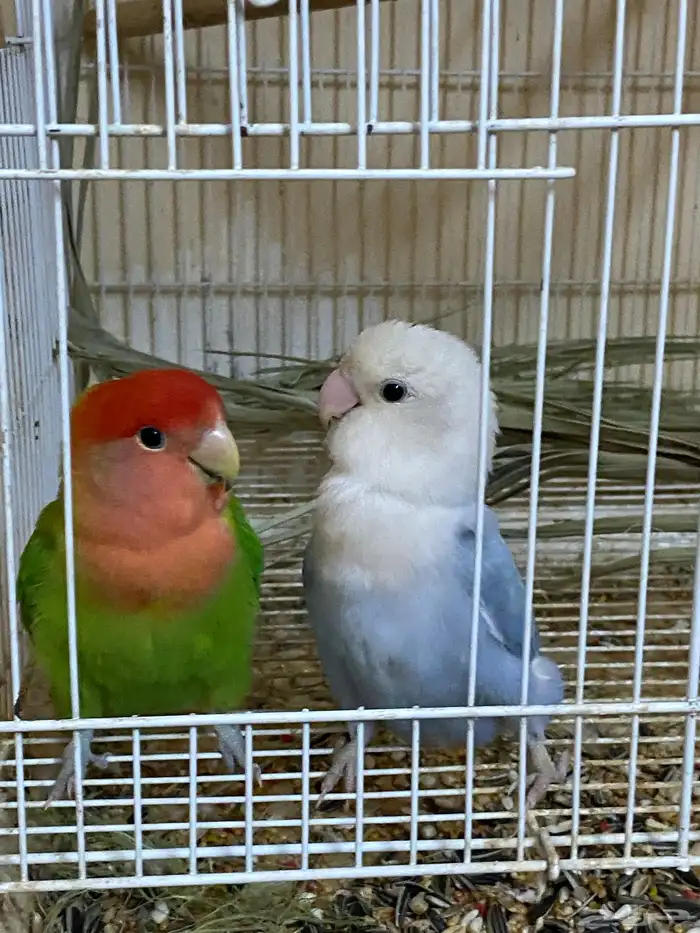 اعرض لكم زوج روز منتج شرط 2