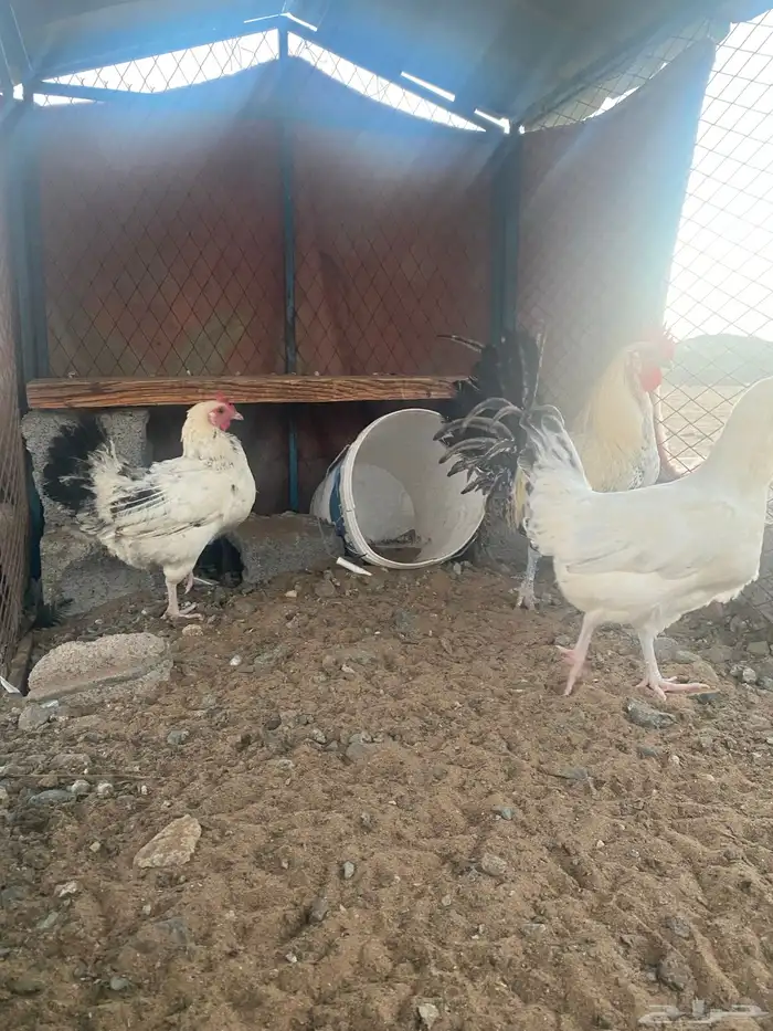 دجاج فرنسي للبيع الموقع املج 1