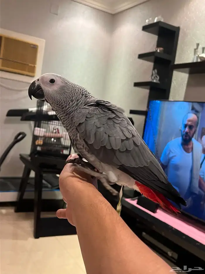 فرخين كاسكو 9
