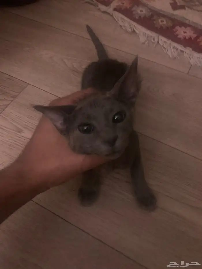 قط فرعوني خجول يطلب الستر للشراء التواصل بل خاص 0