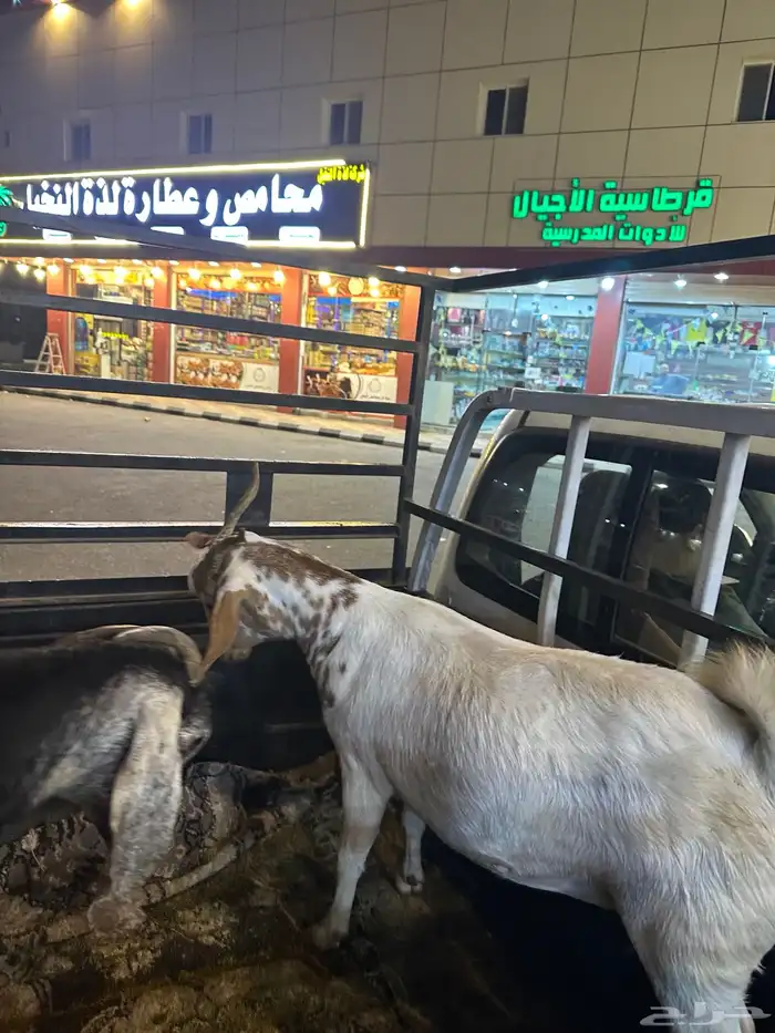 جفار شحم سنها ثني 6