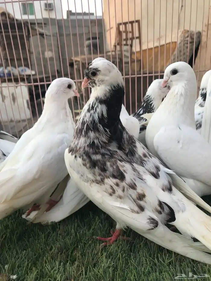 حمام قطايف للبيع المستعجل 8