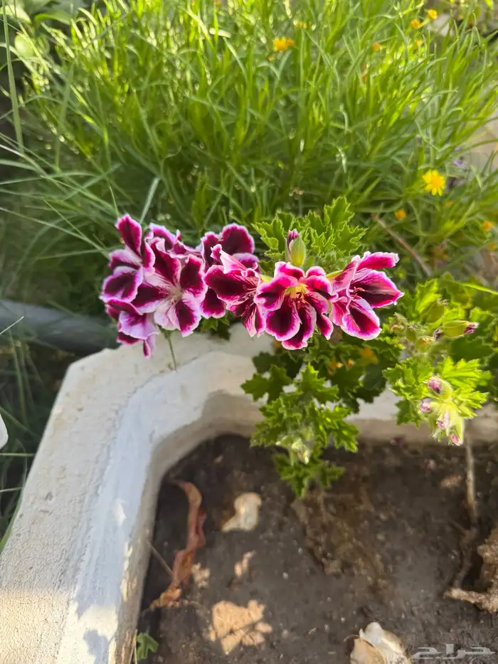 نبات ابرة الراعي 5