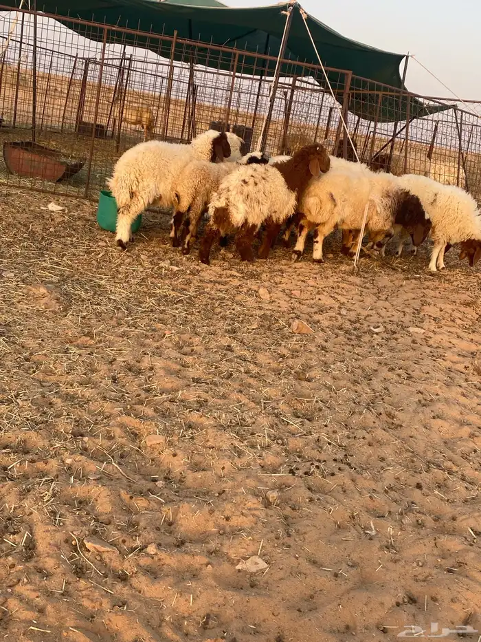 بهم نعيم هرافي 2