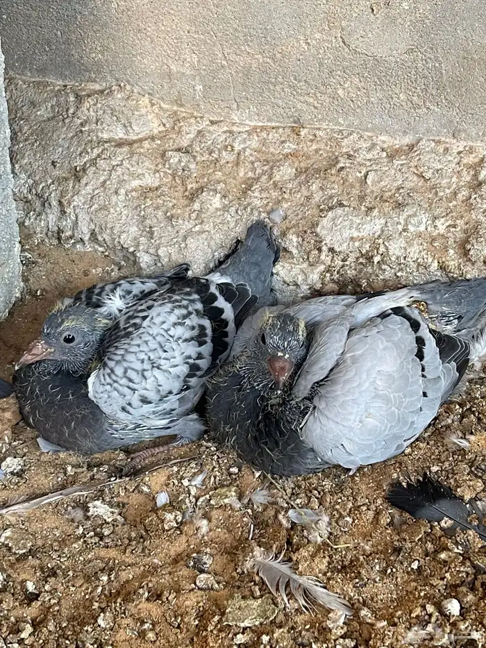 فراخه حمام زاجل 3