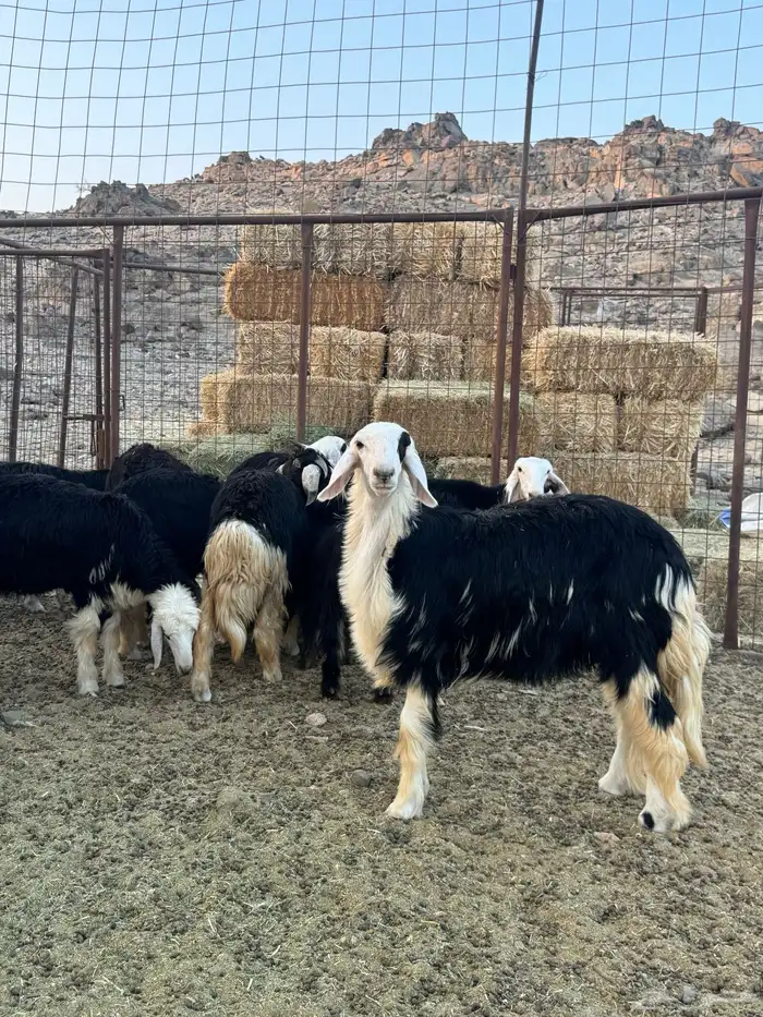 رخال نجادا 4