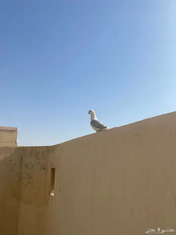 جوز اللبيع شرط صحه 0