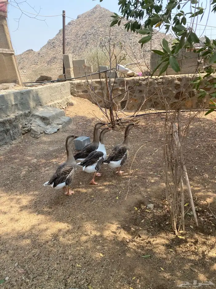 وز عراقي جامبو 5