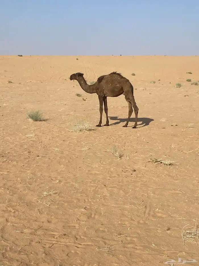 قعدان 5 1