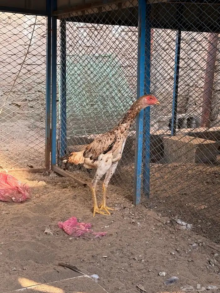 دجاج شامو يباني 0