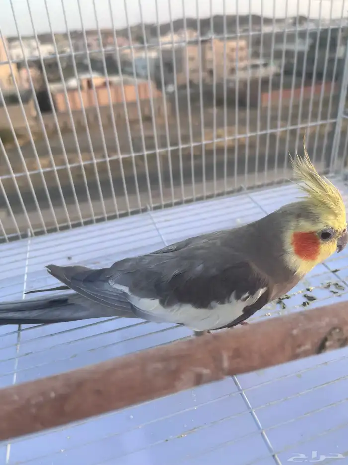 ببغا كروان للبيع 9