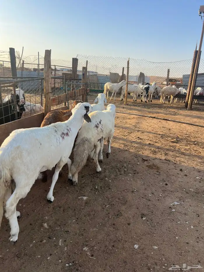 خرفان جبر وناهي وشرط اللحمه طيبه 7