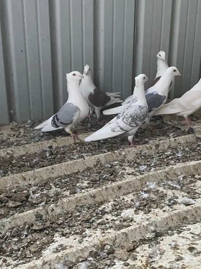 حمام زاجل فاخر للبيع 12