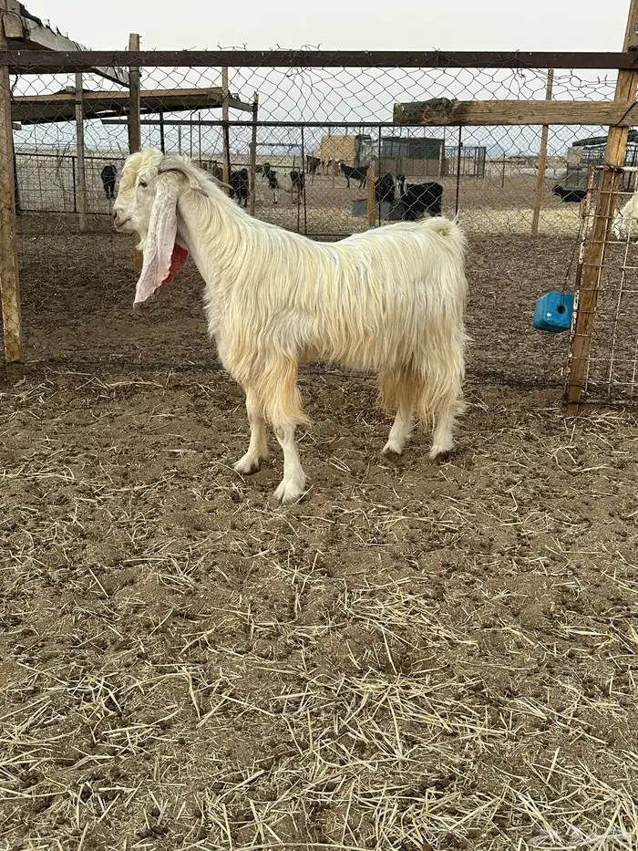 تيس فحل ابيض 1
