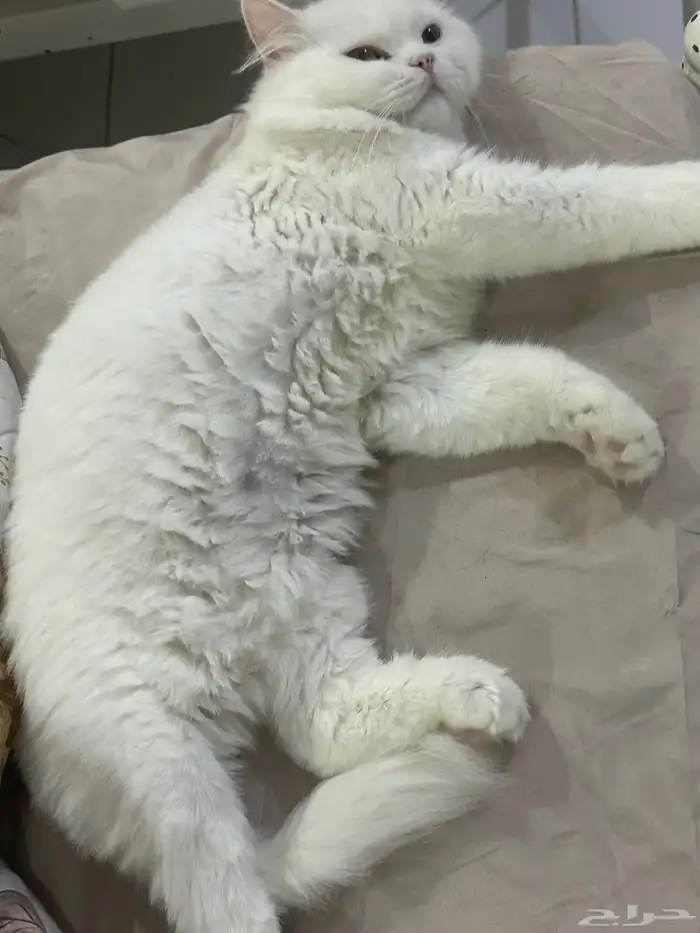 قطط للتبني 15