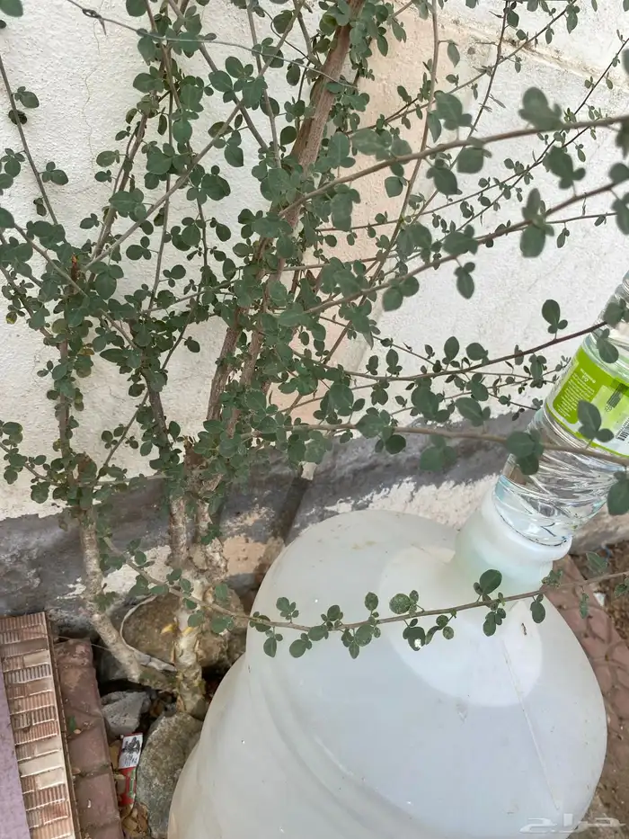 شجرة بشامه 0