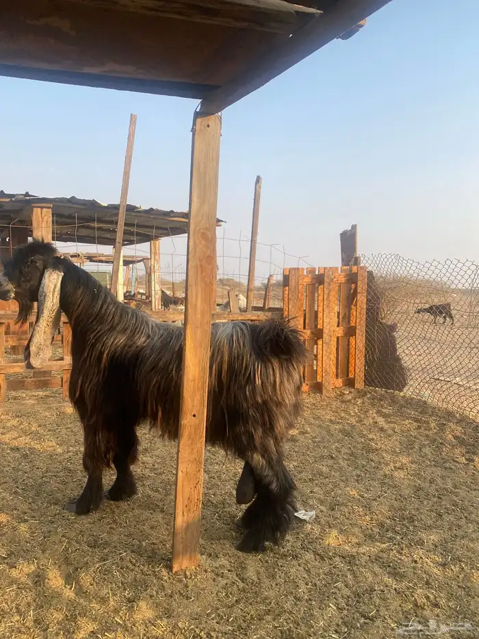 للبيع تيس فحل عارضي صنف الصنف مشروط ضراب ومالطيه 0