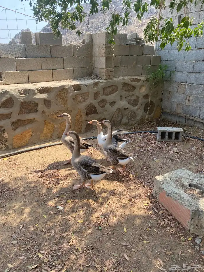 وز عراقي جامبو 3