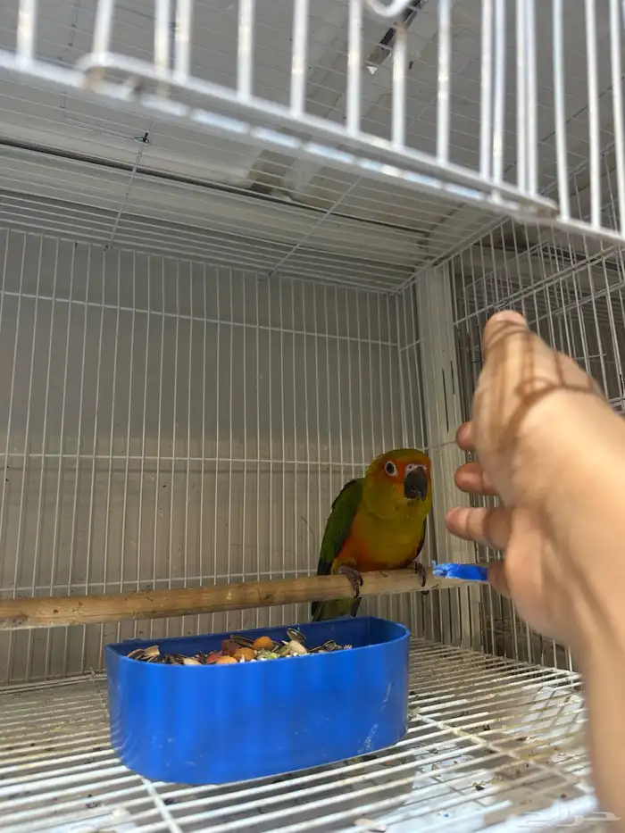 صن كنيور اليف جده - صحه على الشرط 2