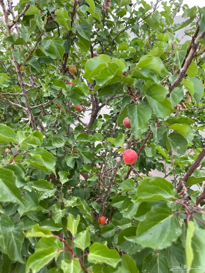 استراحة بضيافة خاصه ومزرعة في الحمرة ظهران الجنوب 31