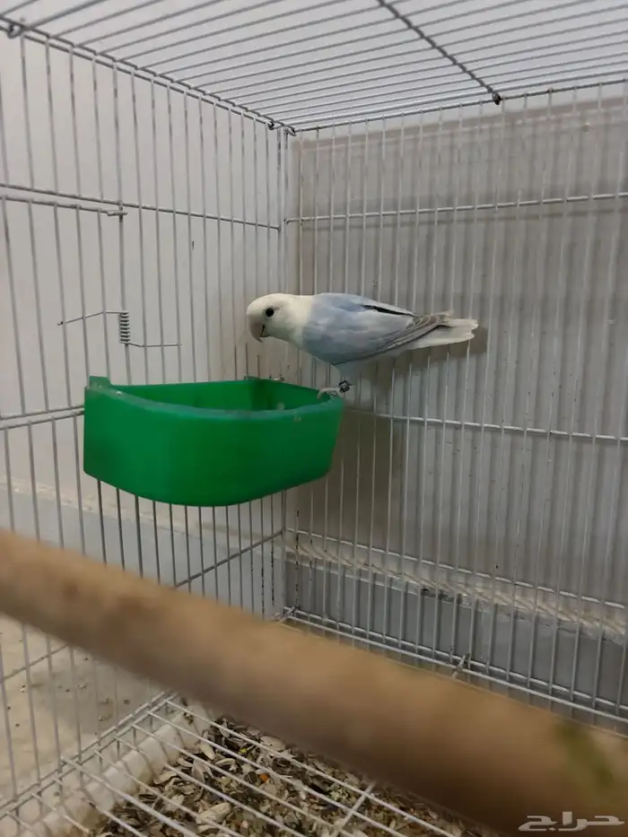 روز ذكر جاهز حق الإنتاج 2