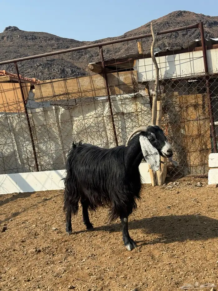 عنز حائل للبيع 0