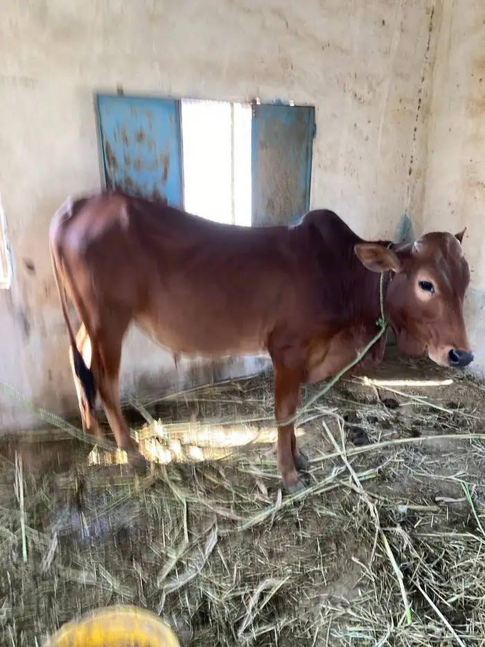 للبيع حسيل 2