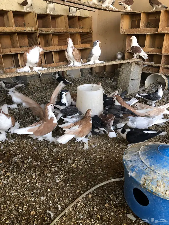 شيرازي للبيع 3