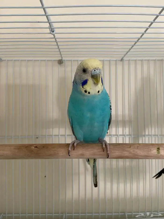 جوز بادجي استرالي جاهزين الذكر يطلب تزاوج 5