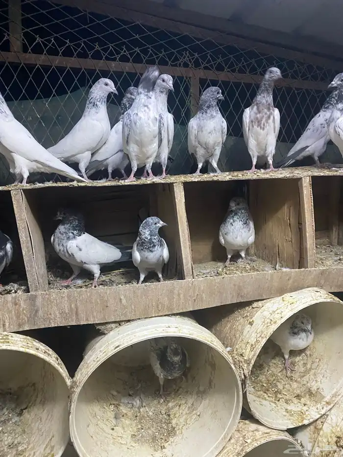 طبات حمام باكستاني 8