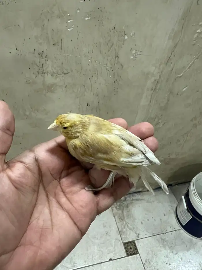 كناري سوري 0