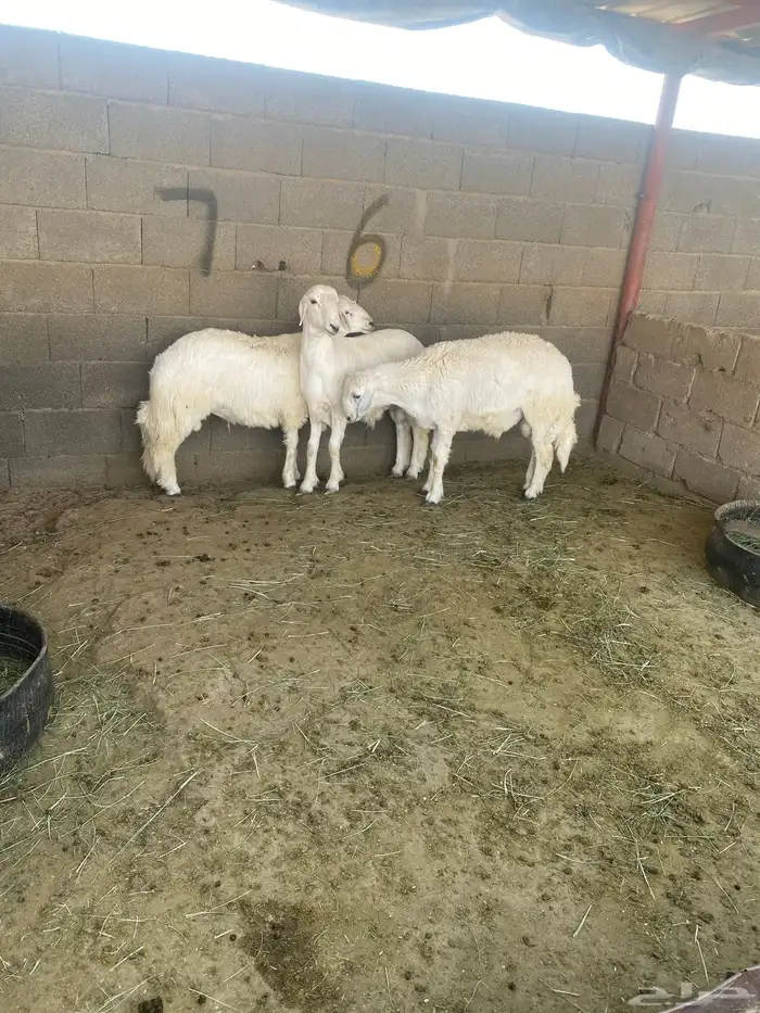طليان وتيوس للبيع 0