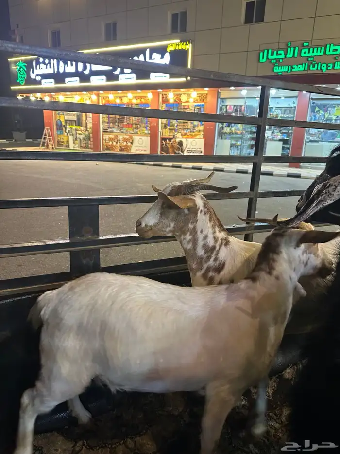 جفار شحم سنها ثني 0