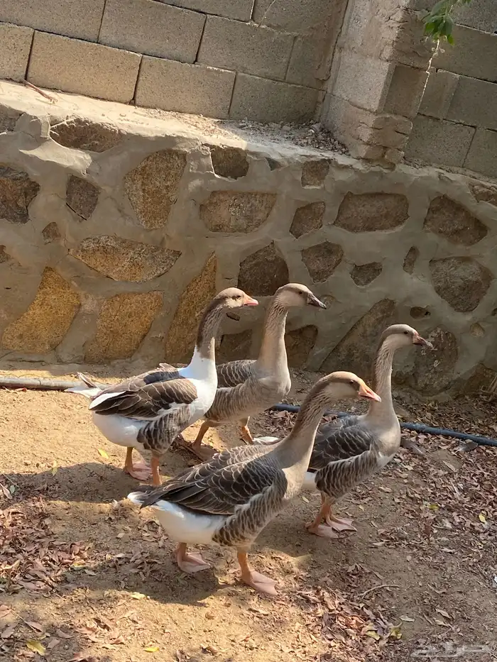 وز عراقي جامبو 4