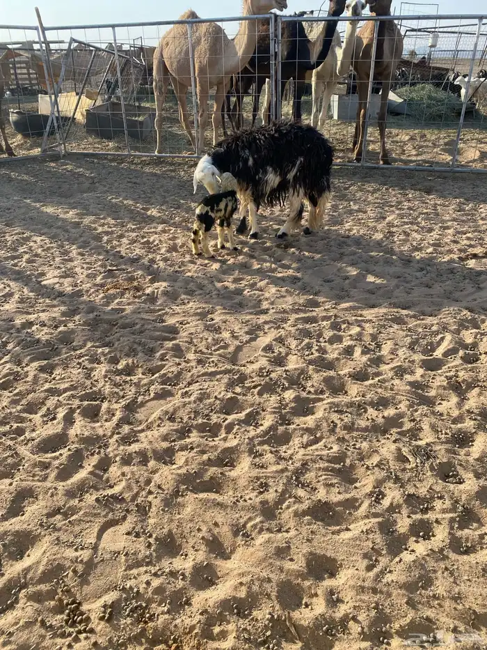 ثنيه معها خروف 1