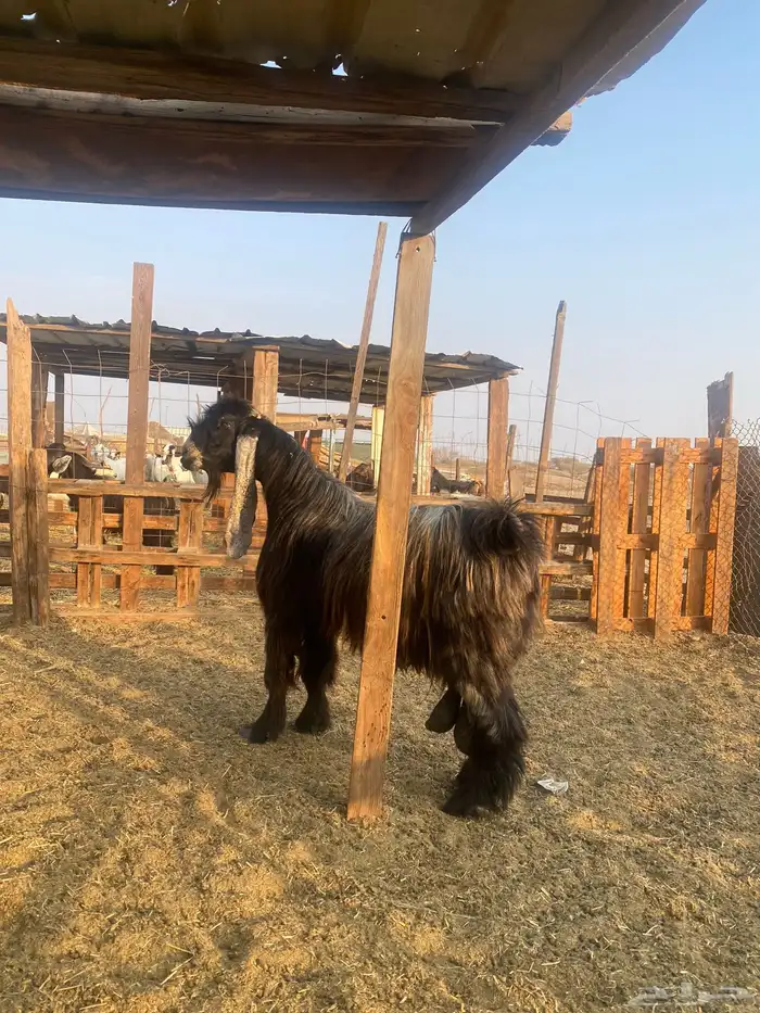 للبيع تيس فحل عارضي صنف الصنف مشروط ضراب ومالطيه 5