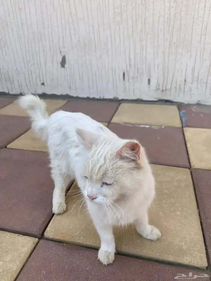 قطو للبيع . انثى . اليفه . الحد 400 0