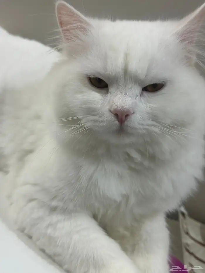 قطط للتبني 4